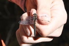 Helocordulia selysii