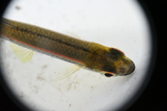 Pteronotropis hypselopterus