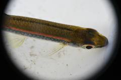 Pteronotropis hypselopterus