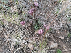Cynanchum purpureum