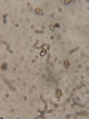 Inocybe fuscidula