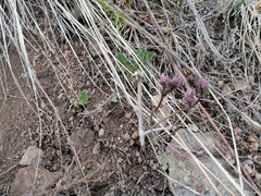 Cynanchum purpureum