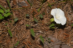 Calystegia catesbeiana
