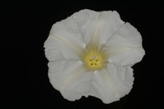 Calystegia catesbeiana