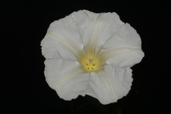 Calystegia catesbeiana