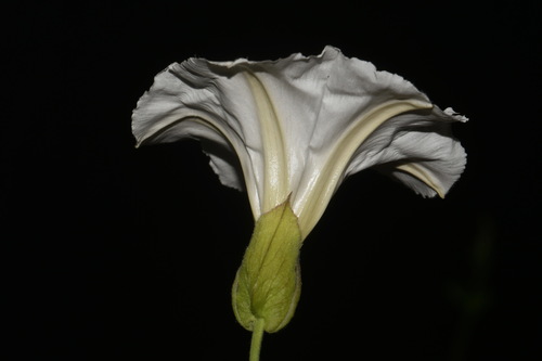 Image of Calystegia catesbeiana by (c) Brian Finzel, some rights reserved (CC BY-SA)