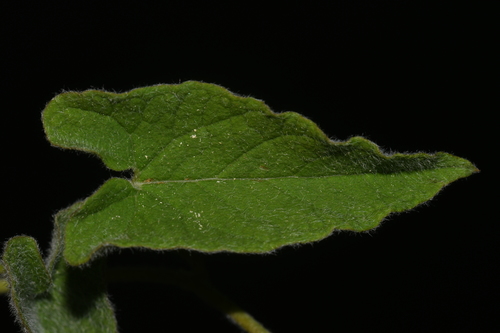 Image of Calystegia catesbeiana by (c) Brian Finzel, some rights reserved (CC BY-SA)