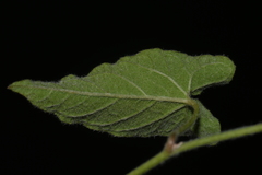 Calystegia catesbeiana