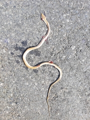 Gonyosoma boulengeri