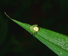 Diaea subdola