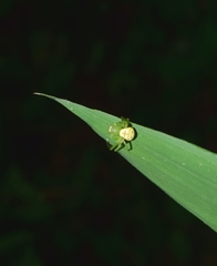 Diaea subdola