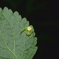 Diaea subdola