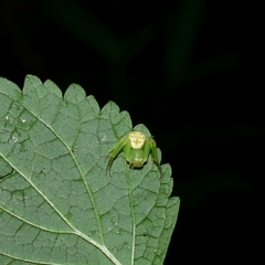 Diaea subdola