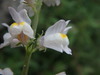 Pale Toadflax - Photo (c) Daniel Cahen, some rights reserved (CC BY), uploaded by Daniel Cahen