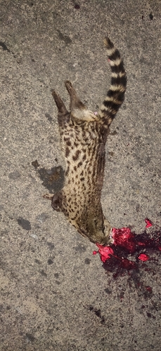Small Indian Civet