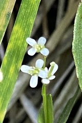 Arabis pycnocarpa