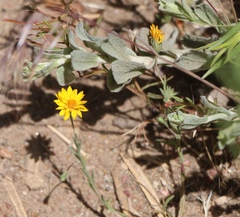 Pentachaeta aurea aurea