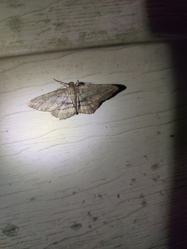Brenda's Hypagyrtis Moth photo 2