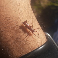 Micrathena swainsoni
