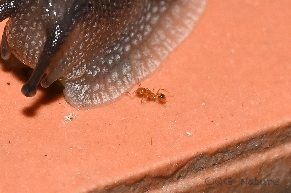 Pheidole pieli