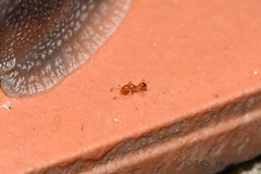 Pheidole pieli