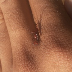 Micrathena swainsoni