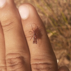 Micrathena swainsoni
