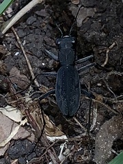 Dromochorus pilatei