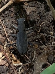 Dromochorus pilatei