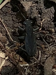 Dromochorus pilatei