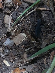 Dromochorus pilatei