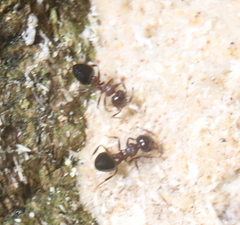 Crematogaster cerasi