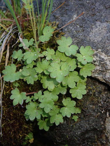 Image of Suksdorfia violacea by (c) Nolan Exe, some rights reserved (CC BY)