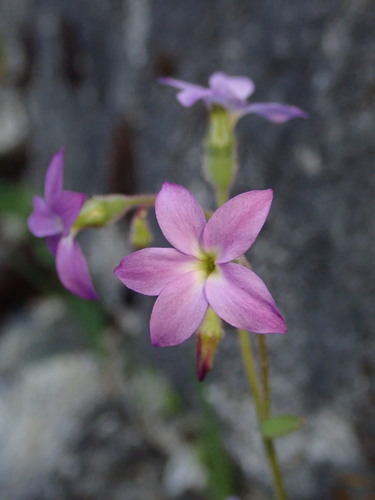 Image of Suksdorfia violacea by (c) Nolan Exe, some rights reserved (CC BY)