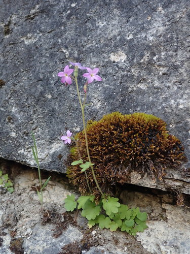 Image of Suksdorfia violacea by (c) Nolan Exe, some rights reserved (CC BY)