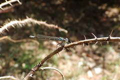 Coenagrion angulatum
