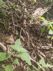 Stenocercus erythrogaster