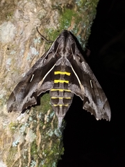 Hemeroplanes triptolemus