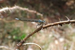 Coenagrion angulatum