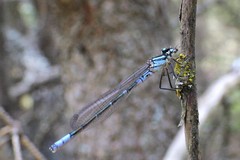 Coenagrion angulatum
