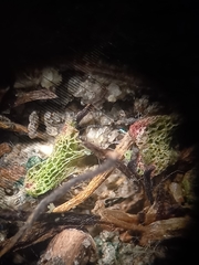 Riccia spongiosula