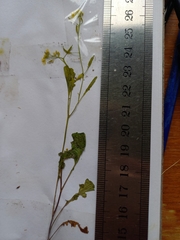 Rorippa eustylis