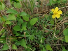 Sibbaldianthe orientalis