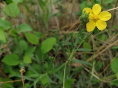 Sibbaldianthe orientalis