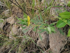 Sibbaldianthe orientalis