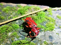 Dicelosternus corallinus