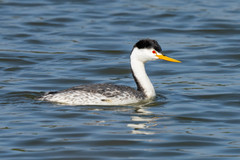Clark's Grebe photo 2