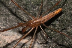 Tetragnatha nitens