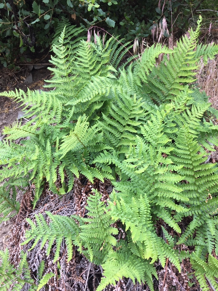 wood-ferns-from-san-bernardino-national-forest-san-bernardino-ca-us