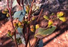 Eucalyptus percostata